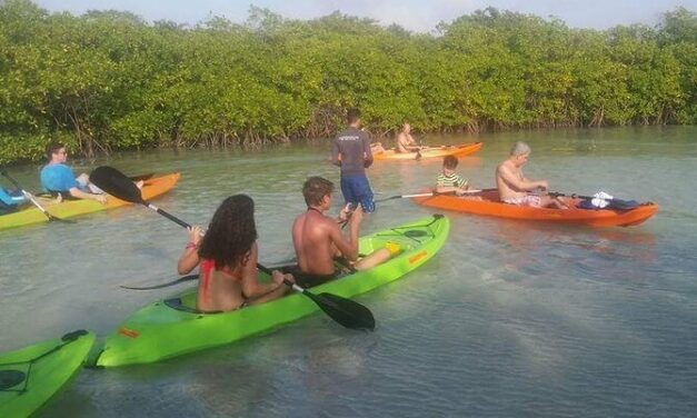 Aruba Mangrove Forest Tour