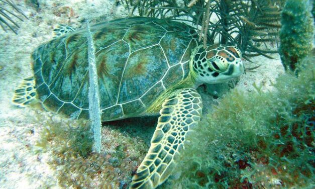 Aruba Try Scuba Diving, for non-certified divers