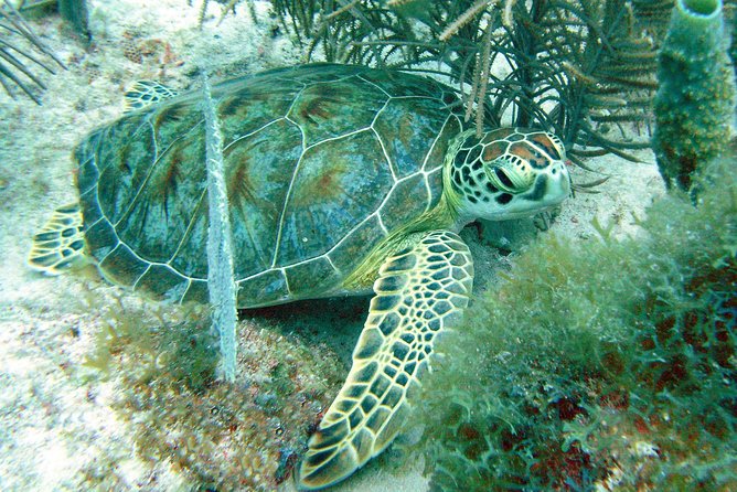 Aruba Try Scuba Diving, for non-certified divers