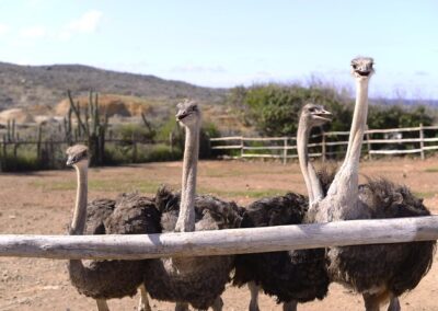 Aruba Ostrich Farm