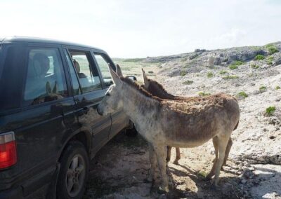 Private jeep Aruba tours