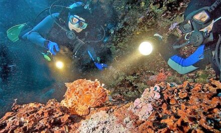 Aruba Night Dive for certified divers with own equipment