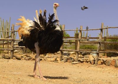 Aruba Ostrich Farm