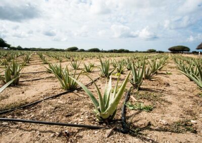 Highlights of Aruba Island