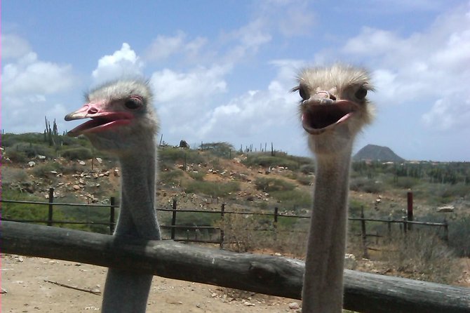Animal Sanctuary Tour Aruba (halfday)