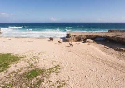 Horseback Wariruri Beach Aruba