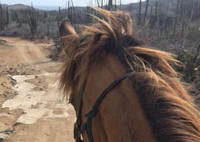 Horseback Wariruri Beach Aruba