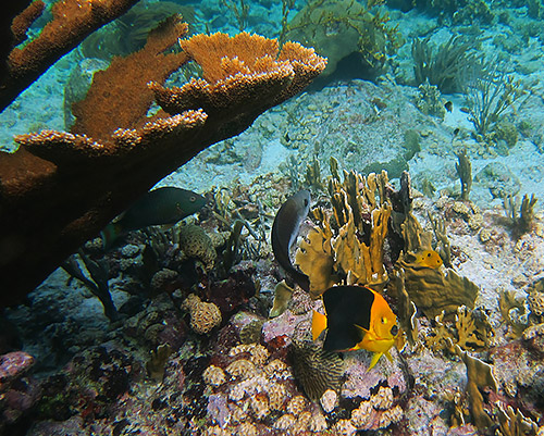 Aruba’s Underwater Wonders: Snorkeling and Diving Hotspots
