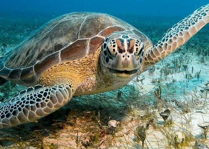 Family snorkelling tour Aruba glass bottom