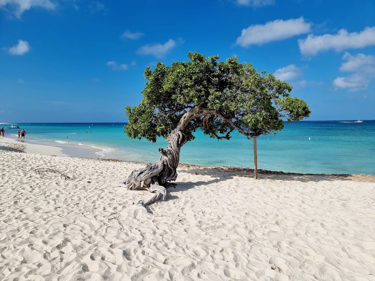 Eagle Beach, Aruba — the beach itself is free, and the low-rise resorts across the road cost far less than Palm Beach