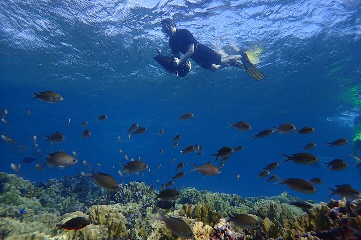 Aruba Bob Snorkeling & Scuba Aruba — tours and excursions