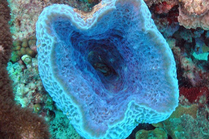 Pure Diving Aruba Aruba — tours and excursions