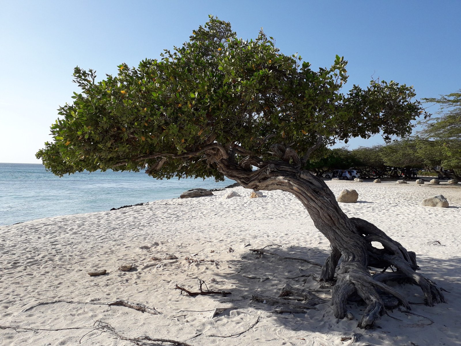 Aruba Divi Divi Trees: Why They're Bent, Where to See Them & Facts