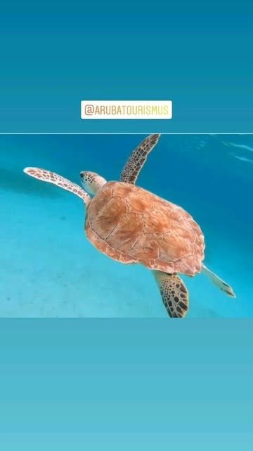 Catamaran Aruba – sea turtle on an Isabella snorkel charter