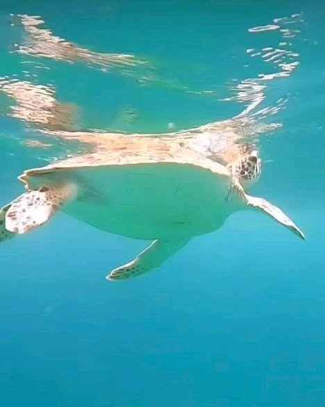 Aruba private boat charter – snorkeling stop