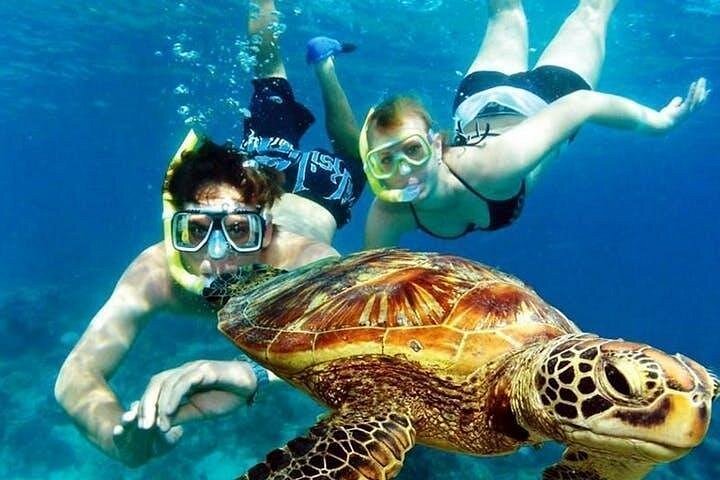 Snorkelers swimming with a sea turtle off the coast of Aruba