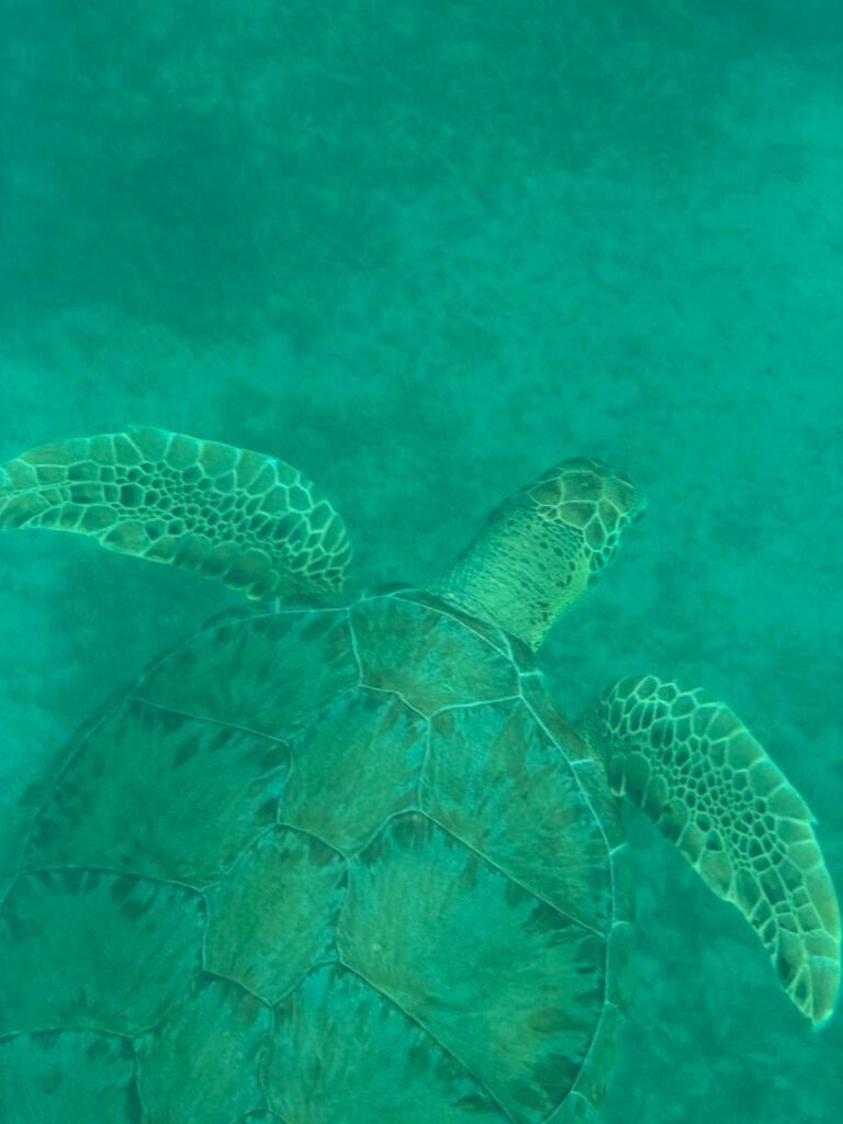 Sea turtle gliding through turquoise water on a snorkeling tour in Aruba