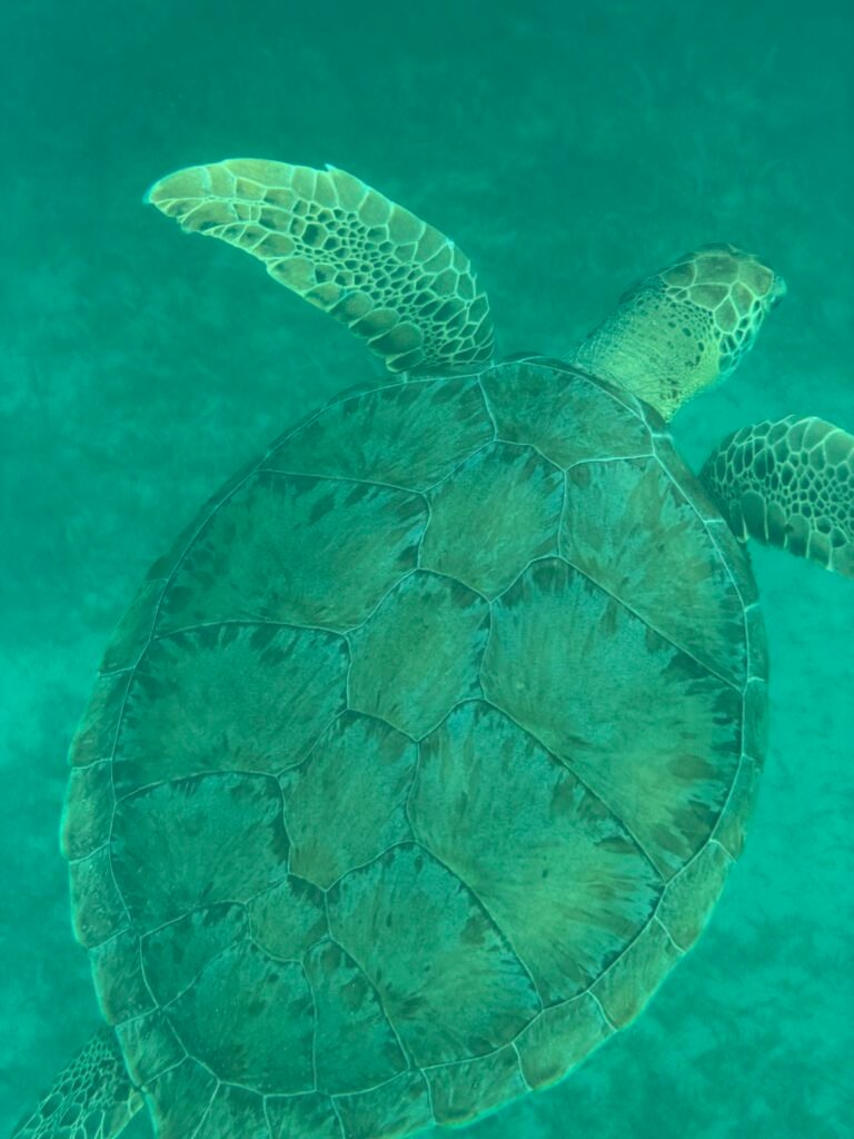 Sea turtle shell and flipper seen from above in clear turquoise water