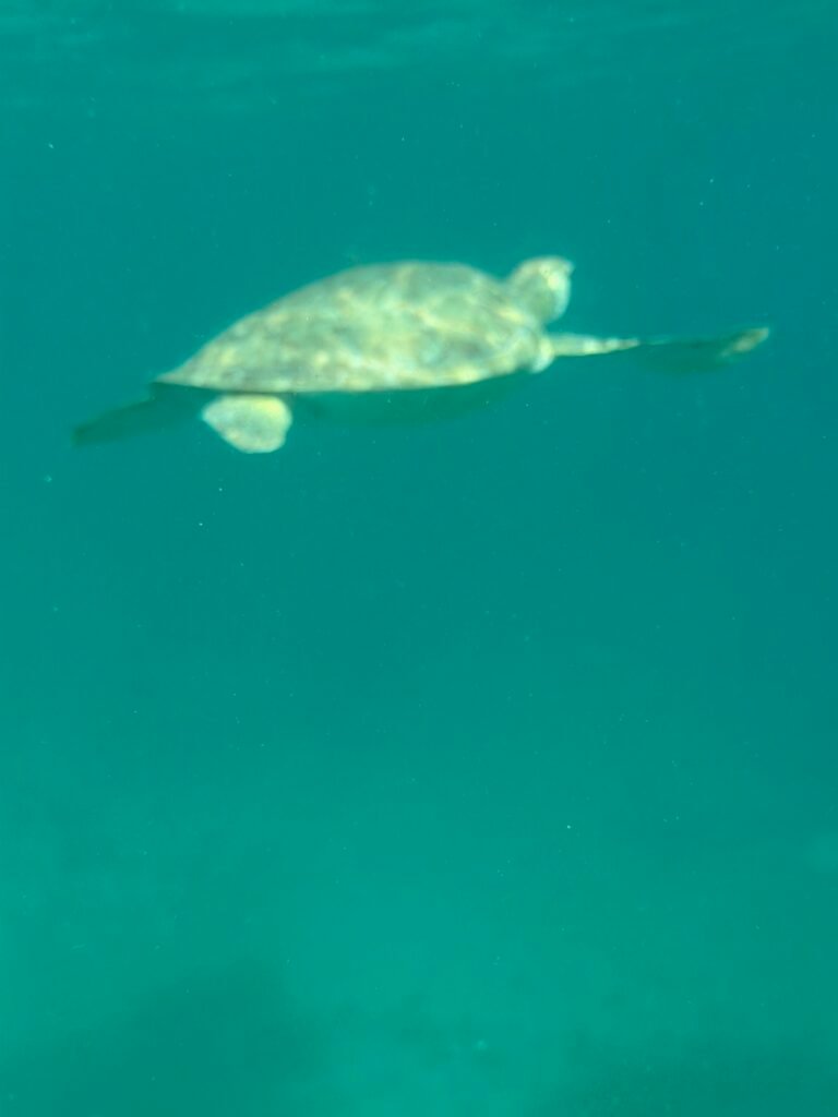 Sea turtle near the surface with sunlight on the water