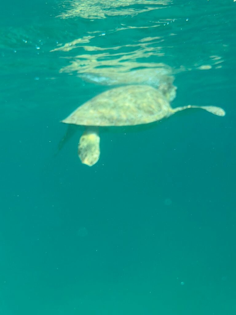Sea turtle swimming in open blue water seen from below
