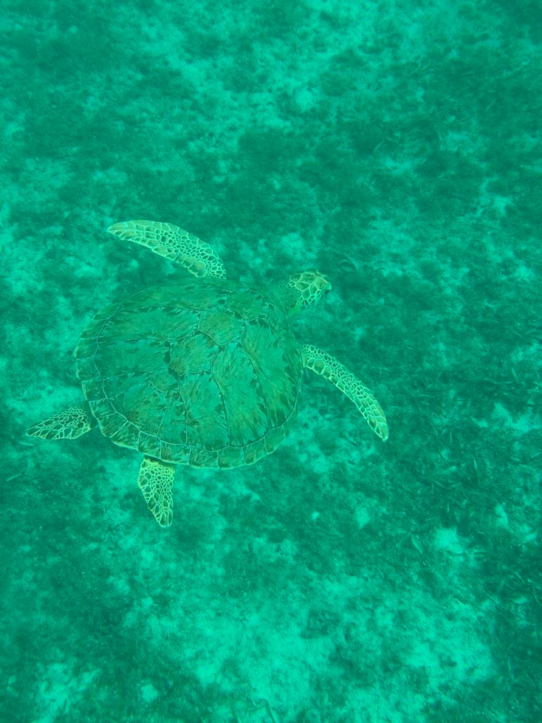 Sea turtle resting over the reef and seagrass on the sea floor