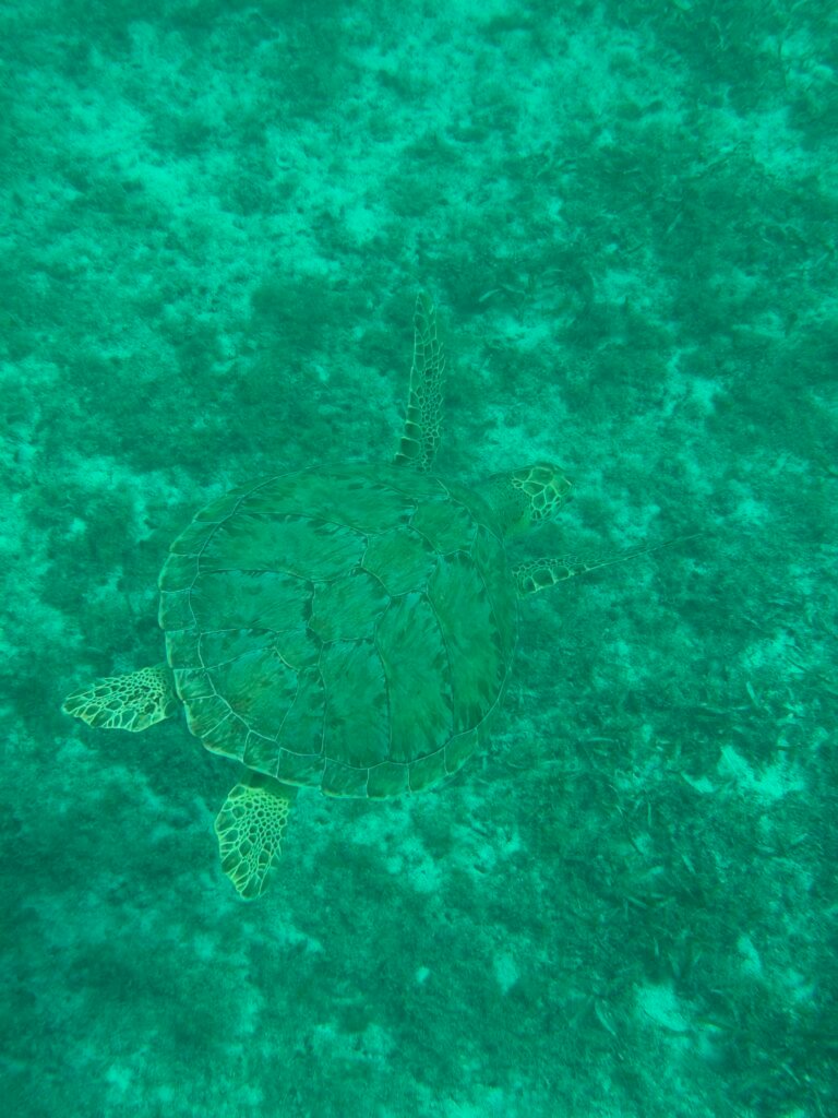 Sea turtle swimming low over the reef in Aruba