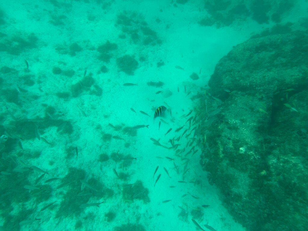Coral rock with small reef fish in clear shallow water