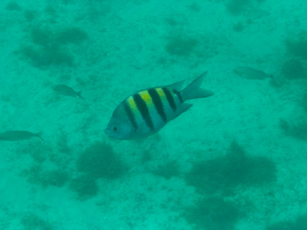 Striped sergeant major fish swimming over the sandy sea floor