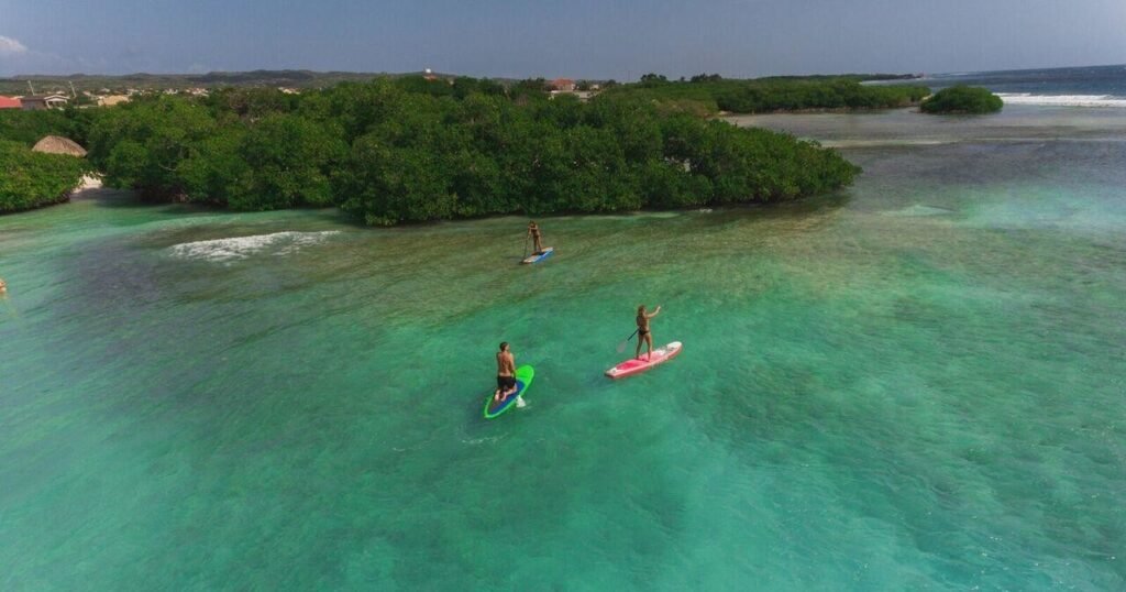 Two paddle boarders on calm water near the mangroves in Aruba