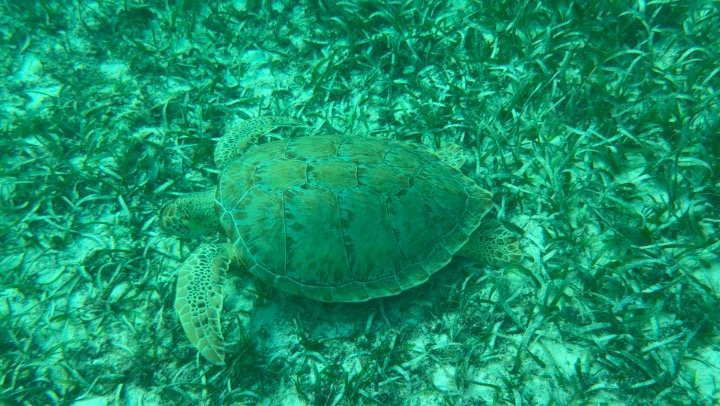 Sea turtle swimming over the reef while snorkeling in Aruba
